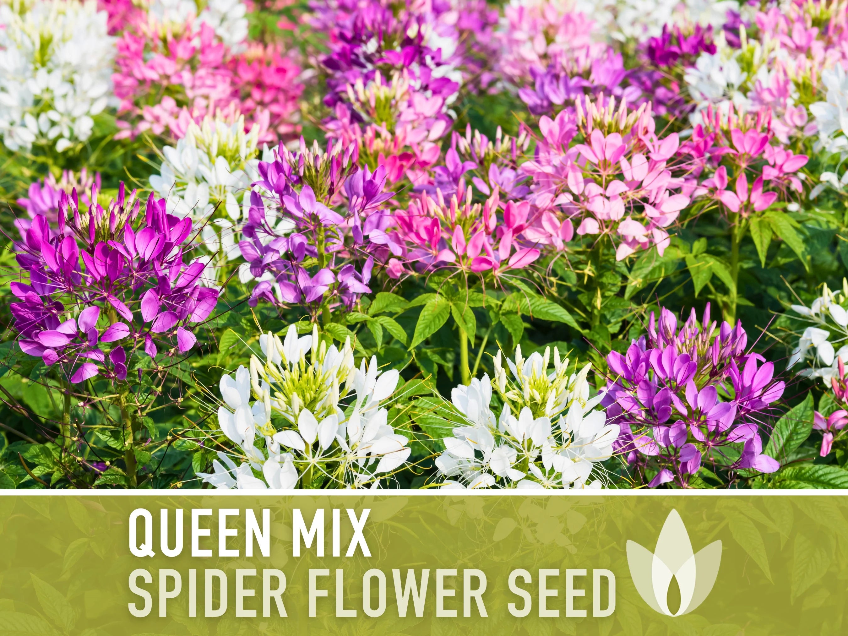 Spider Flower, Queen Mix Seeds - Heirloom Seeds, Spider Lily, Grandfather#39;s Whiskers, Pollinator Garden, Cleome Hassleriana, Non-GMO