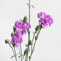 30 Seeds | Moonberry Light Purple Mini Carnation Seeds, Heirloom Dianthus for Cottage Garden Borders, Fragrant Pastel Cut Flowers