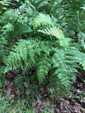 Lady Fern 300 Spores  (Anthyrium Filix-femina) Seeds