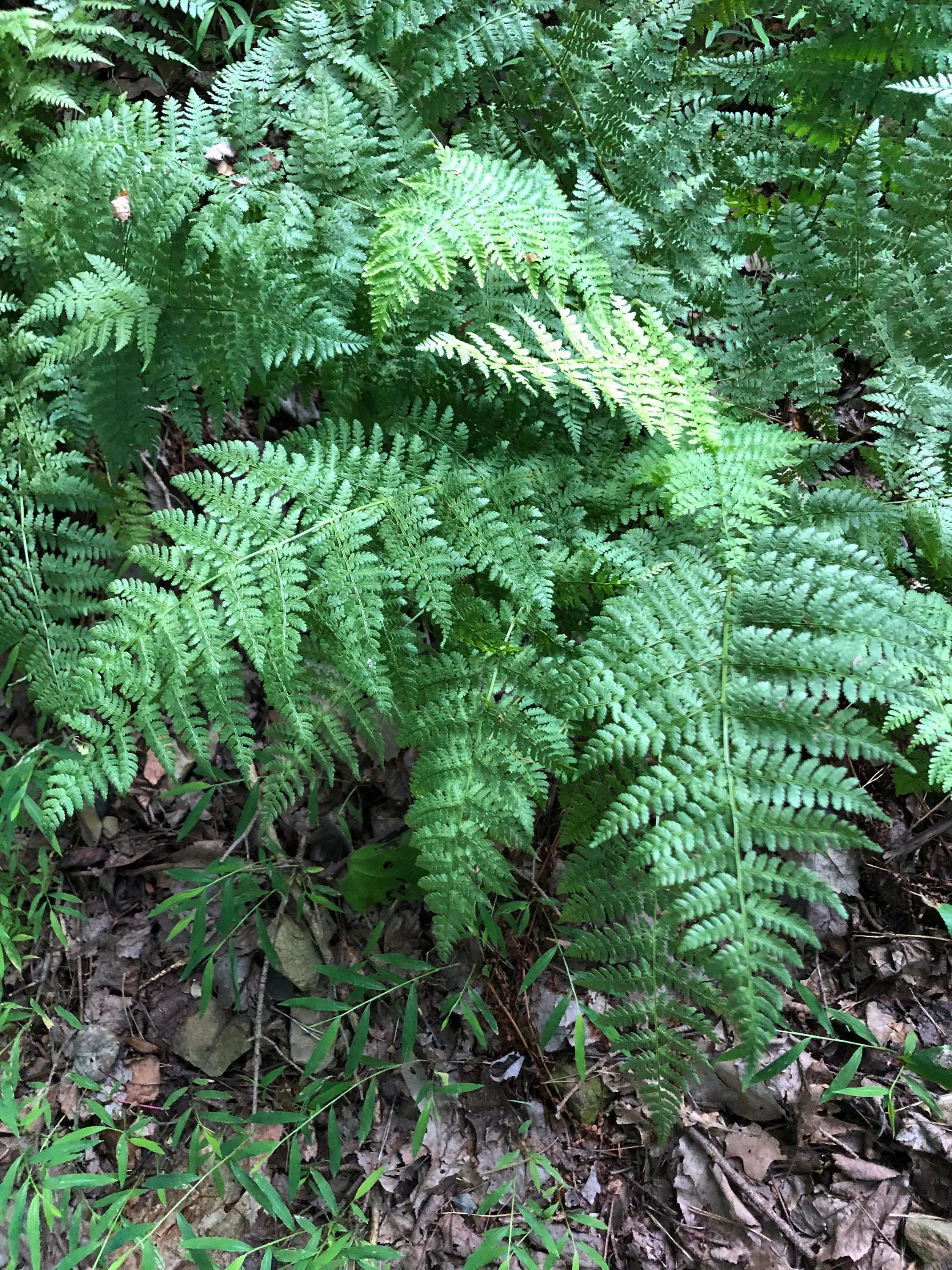 Lady Fern 300 Spores  (Anthyrium Filix-femina) Seeds