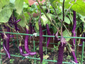 Chinese eggplant seeds (中国长茄子），25 seeds each