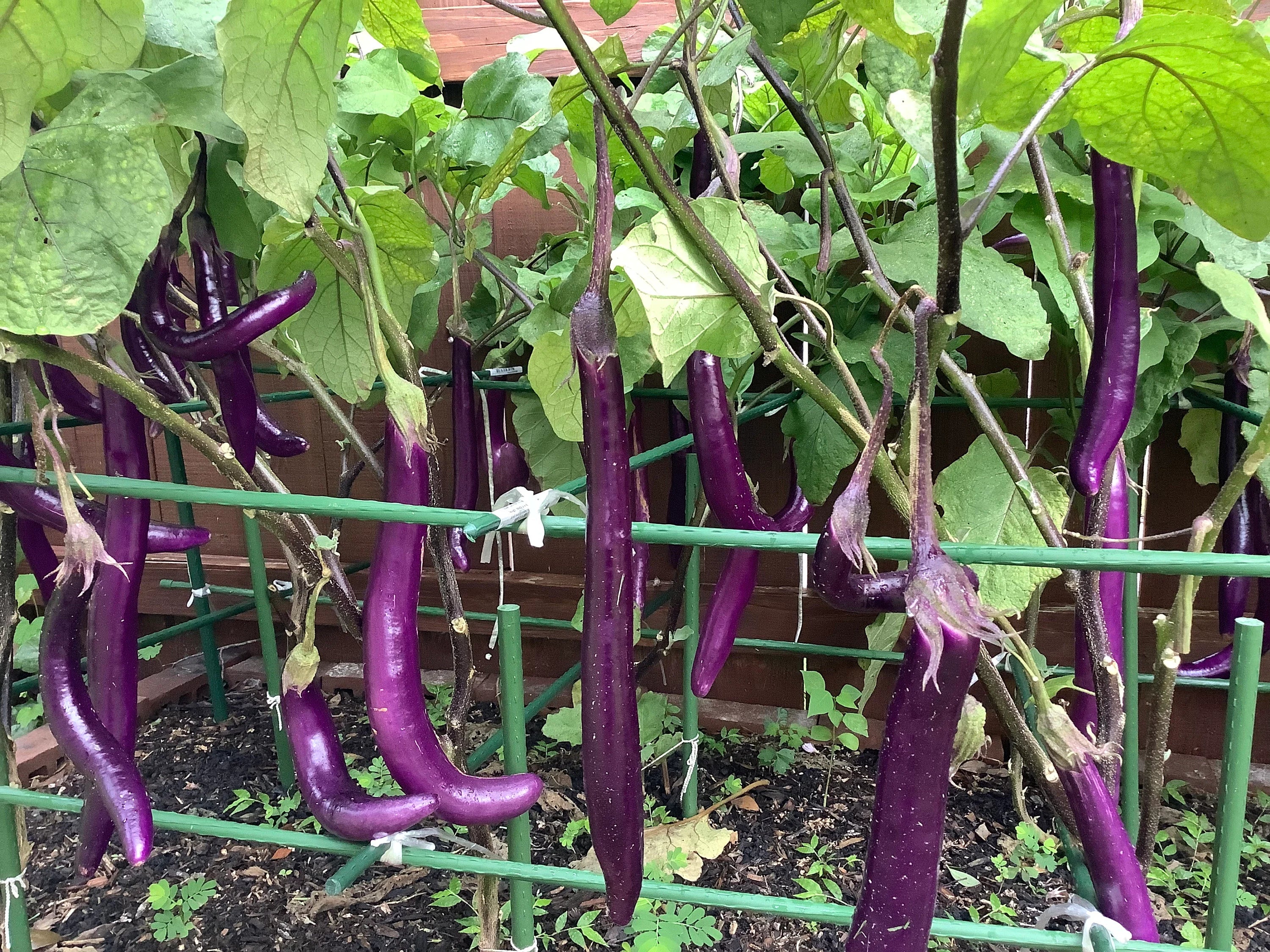 Chinese eggplant seeds (中国长茄子），25 seeds each