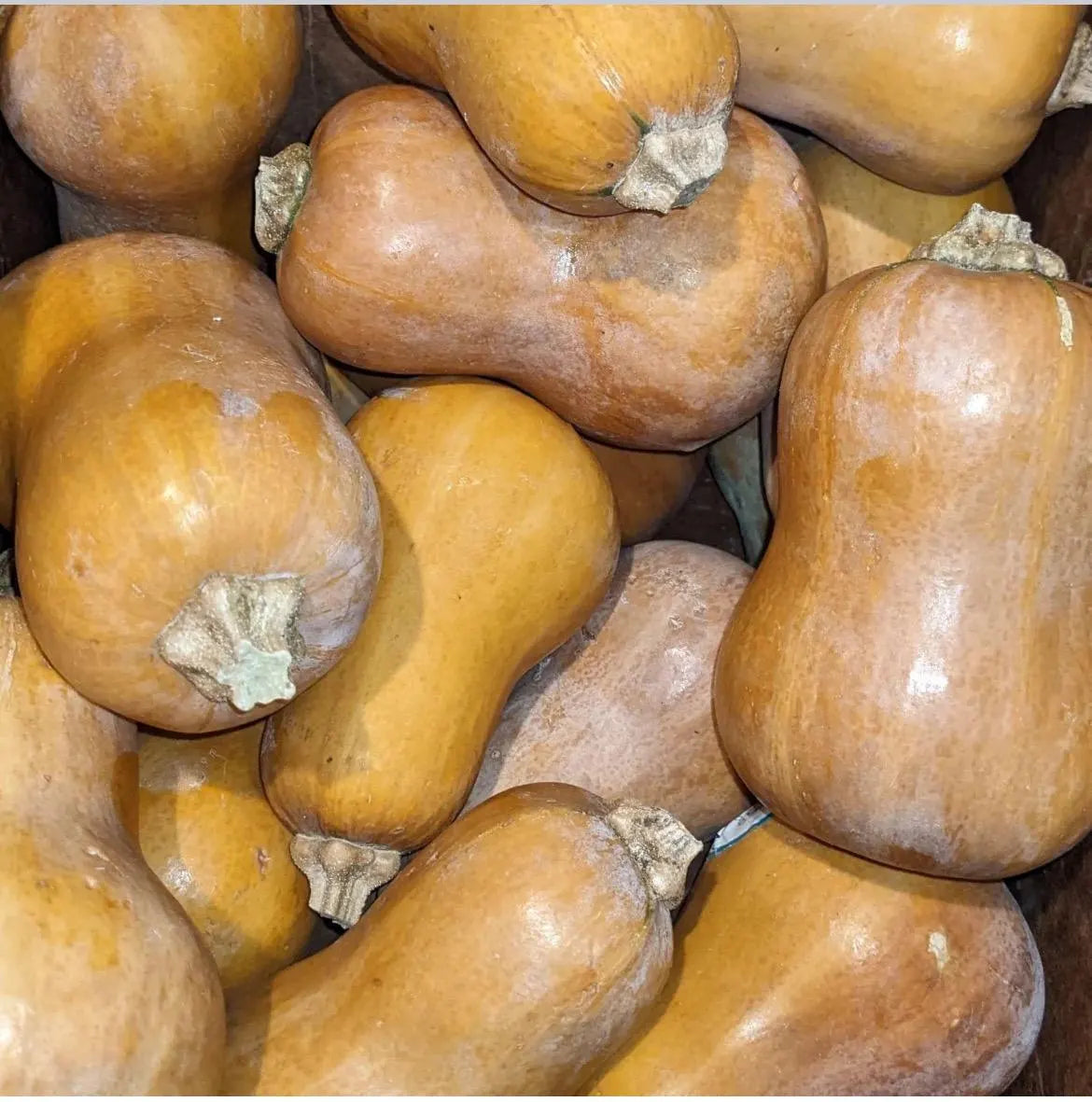 Honeynut Squash Seeds NJ USA Heirloom organic See my store for largest selection