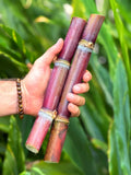 2 FRESH Florida Red Sugar Cane Cuttings for Planting – 6-10 Pieces | Florida Grown | Easy to Grow, Sweet Tropical Garden Favorite