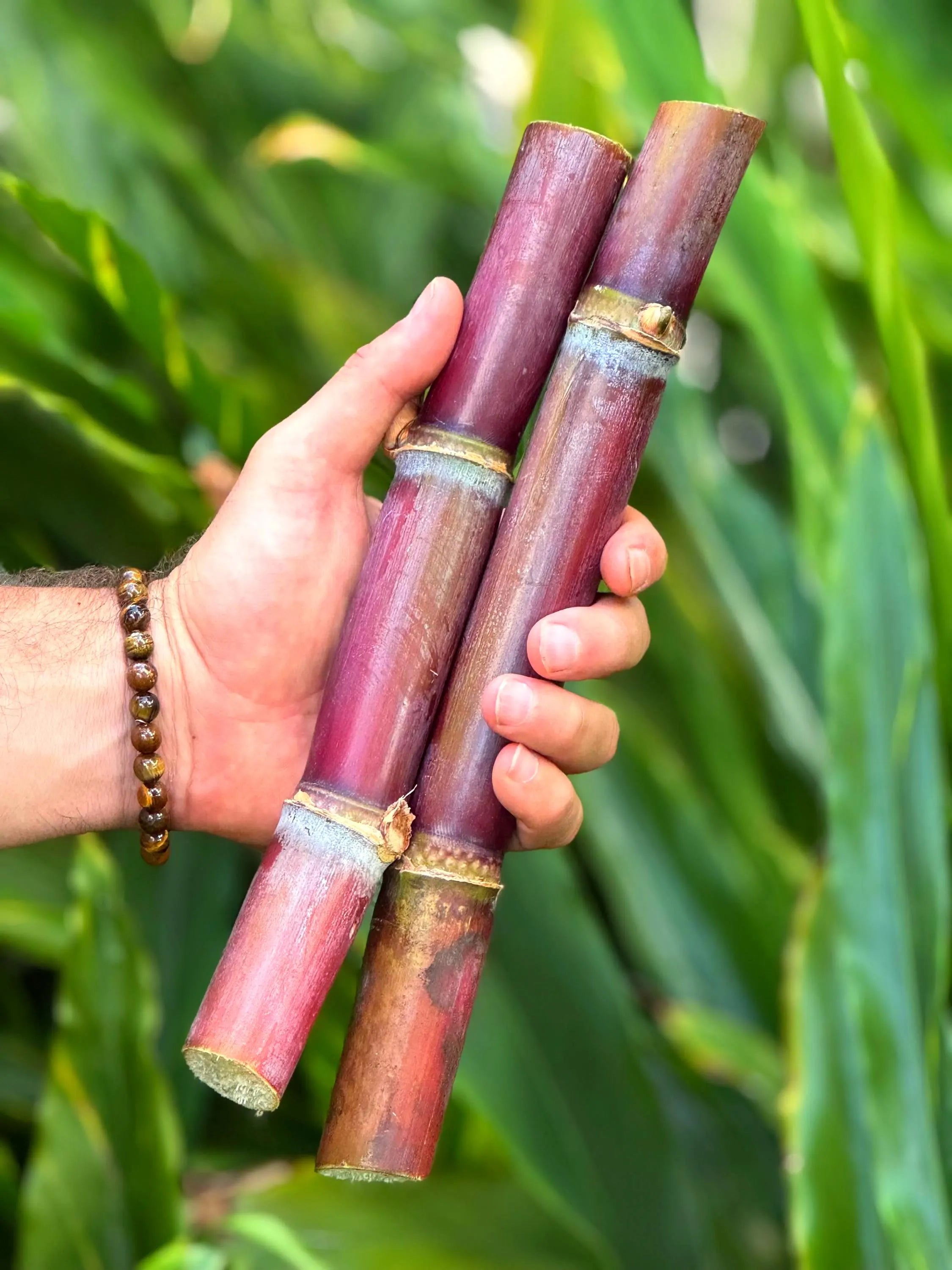 2 FRESH Florida Red Sugar Cane Cuttings for Planting – 6-10 Pieces | Florida Grown | Easy to Grow, Sweet Tropical Garden Favorite