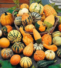 25 Miniature Gourd Seeds Mix. Ships free