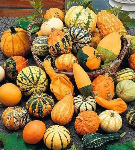 25 Miniature Gourd Seeds Mix. Ships free