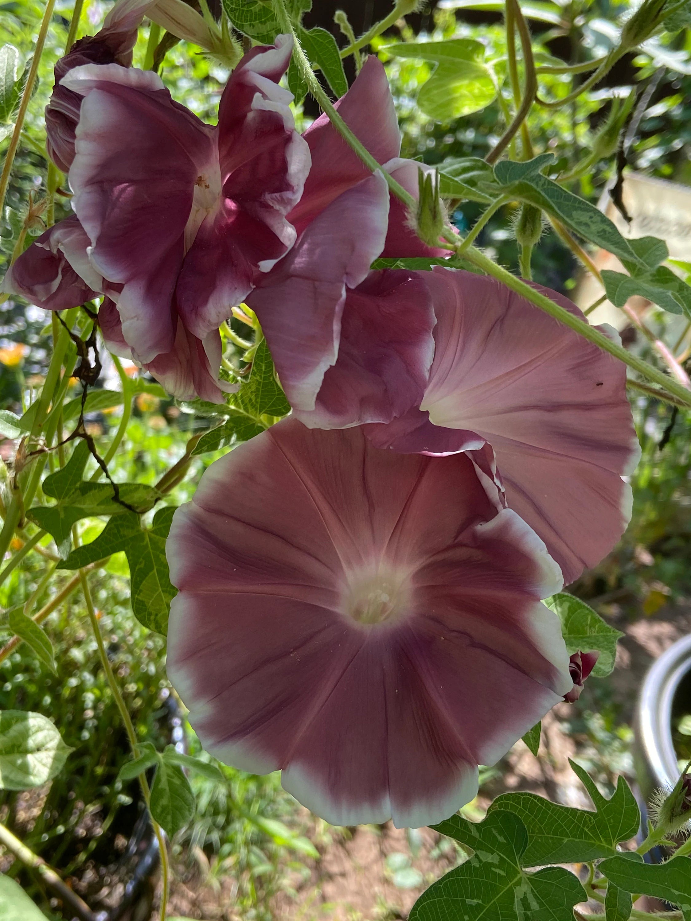 Morning glory  chocolate and Japanese pink Ipomoea Nil seeds 15