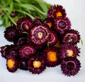 Dark Red Strawflower Seeds: Heirloom Everlasting Flower Seeds(50 Seeds)