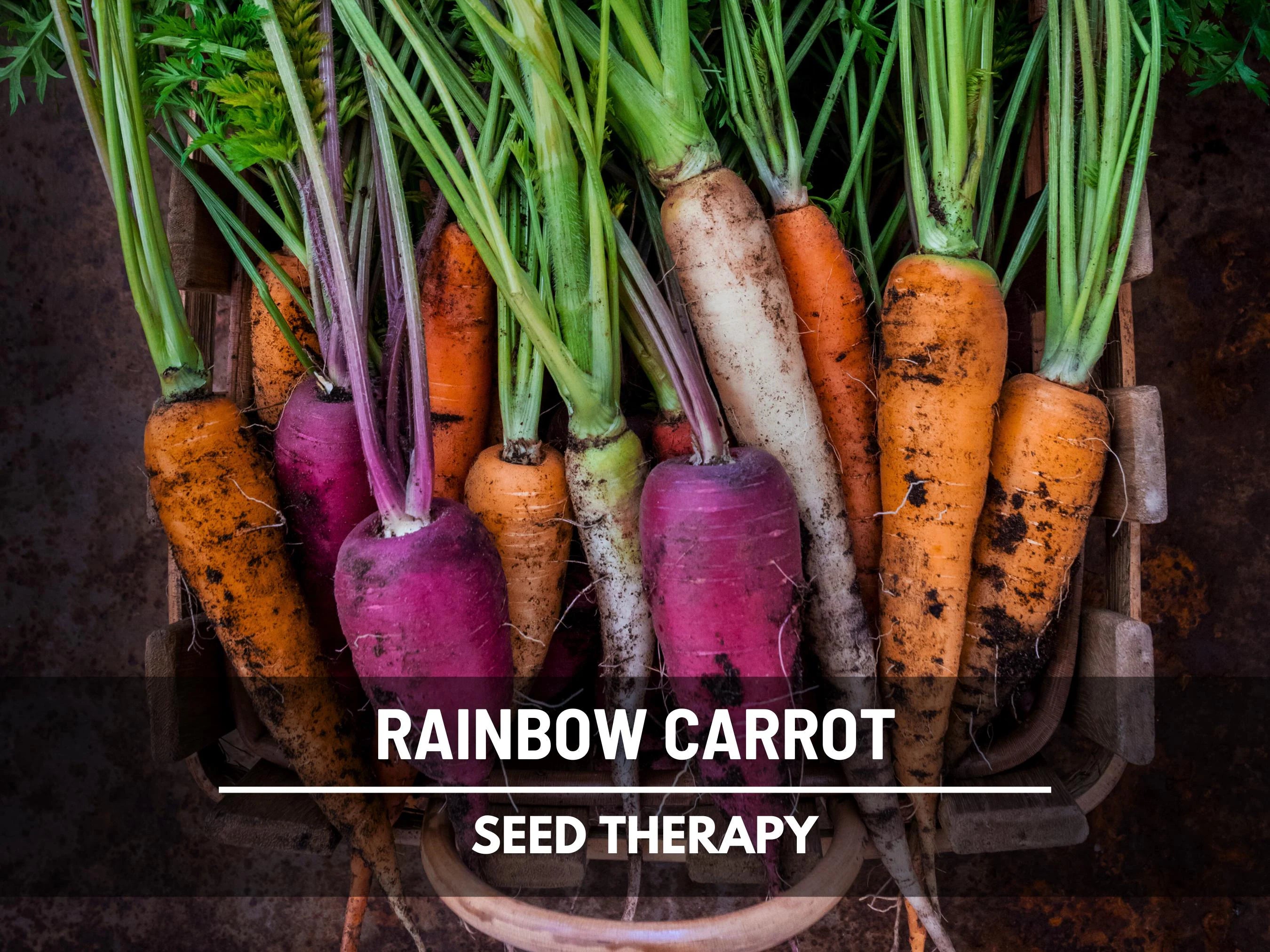 Rainbow Blend Carrot Seeds – Heirloom Colorful Carrots, Open Pollinated  Non‑GMO, Vegetable Garden Favorite | 100 Seeds