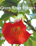 10 Red Angel Trumpet Seeds Flowers Seed Flower Brugmansia Datura Perennial Bloom Seed Garden Butterfly Hummingbird Bees US SELLER