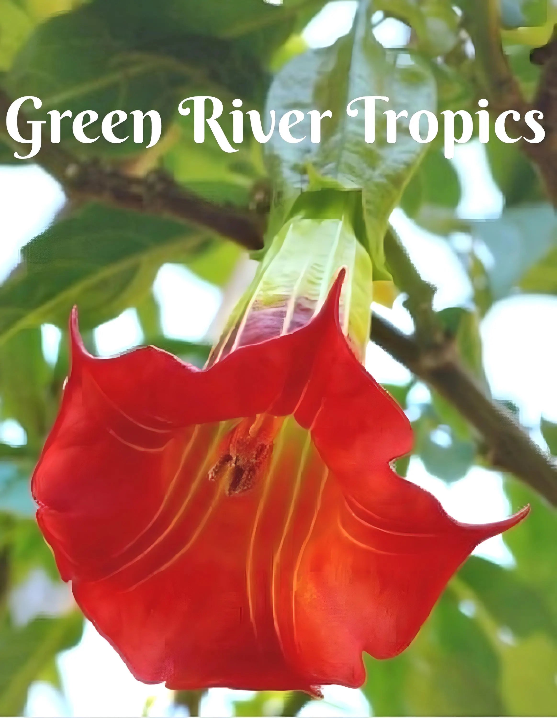 10 Red Angel Trumpet Seeds Flowers Seed Flower Brugmansia Datura Perennial Bloom Seed Garden Butterfly Hummingbird Bees US SELLER