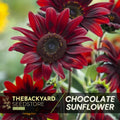 Rare Chocolate Cherry Sunflower Seeds - Ornamental Garden Flower (20+ Seeds)