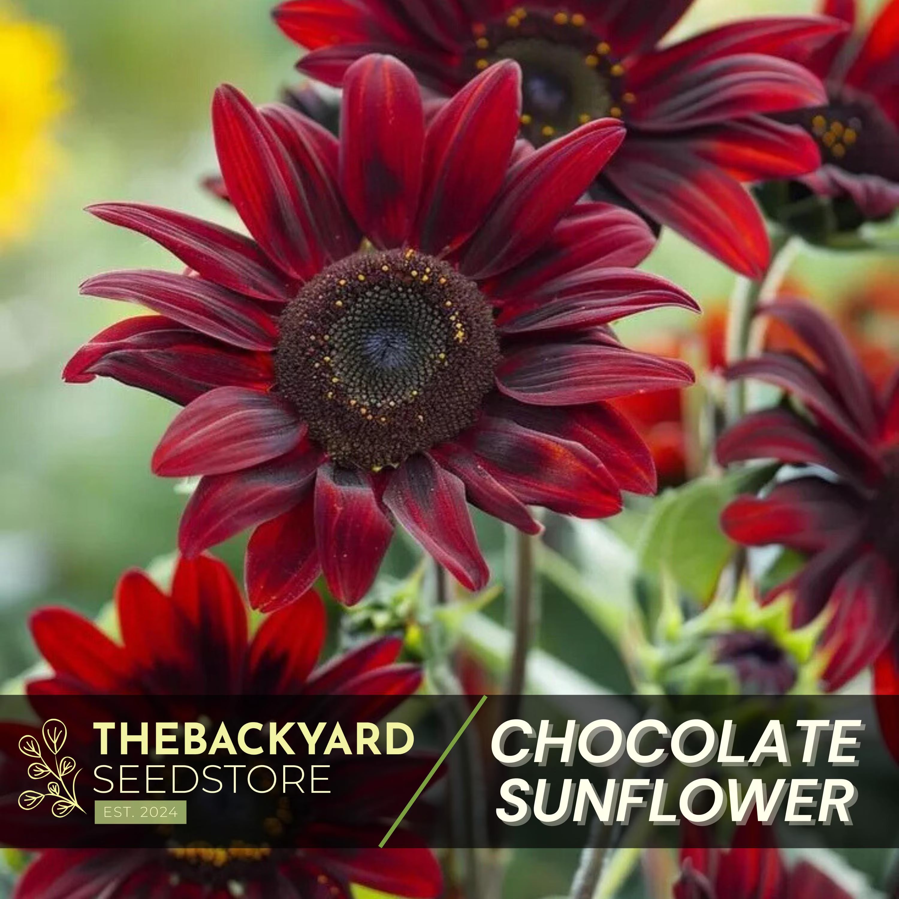Rare Chocolate Cherry Sunflower Seeds - Ornamental Garden Flower (20+ Seeds)