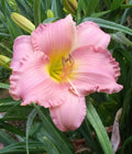 10 DAYLILY SEEDS, Pink Daylilies, Mix from Different Pinks