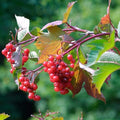 American Cranberry Bush Seeds for Planting, 5/25/50 Seeds Per Packet, (Isla's Garden Seeds), Non GMO , Scientific Name: Viburnum trilobum, Great Home Garden Gift(5pcs)