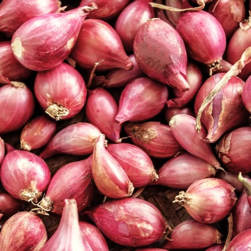 Nero Shallot Sets For Planting - Starter Bulbs for Growing Gardening Grow Your Own Onion Red Seed Shallots Seeds - For 2025 Free Shipping(20+ Count - Szs Vary)