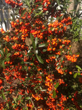 Pyracanthus | Orange Glo | 50 seeds