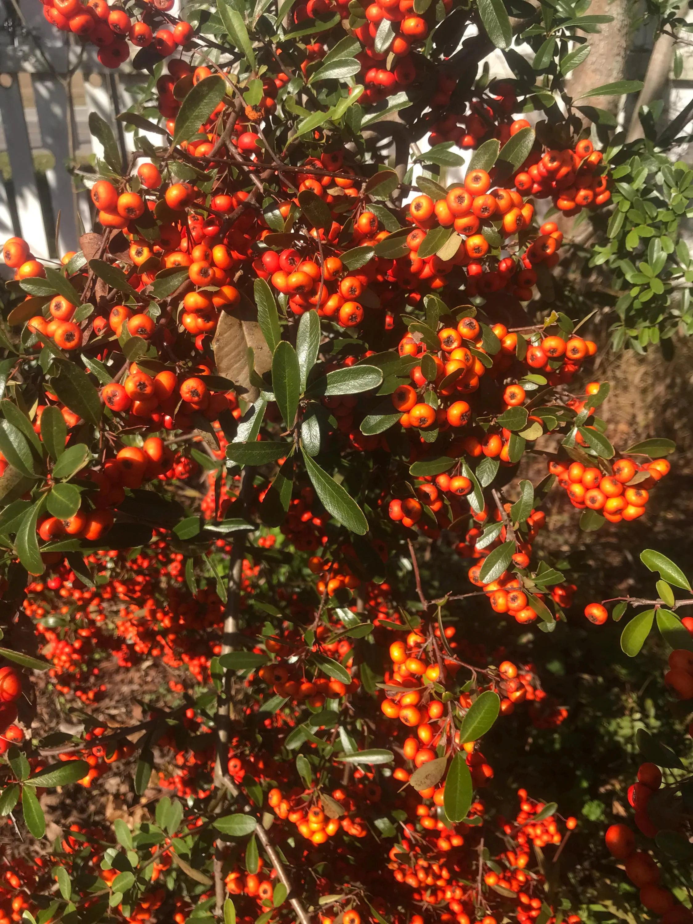 Pyracanthus | Orange Glo | 50 seeds