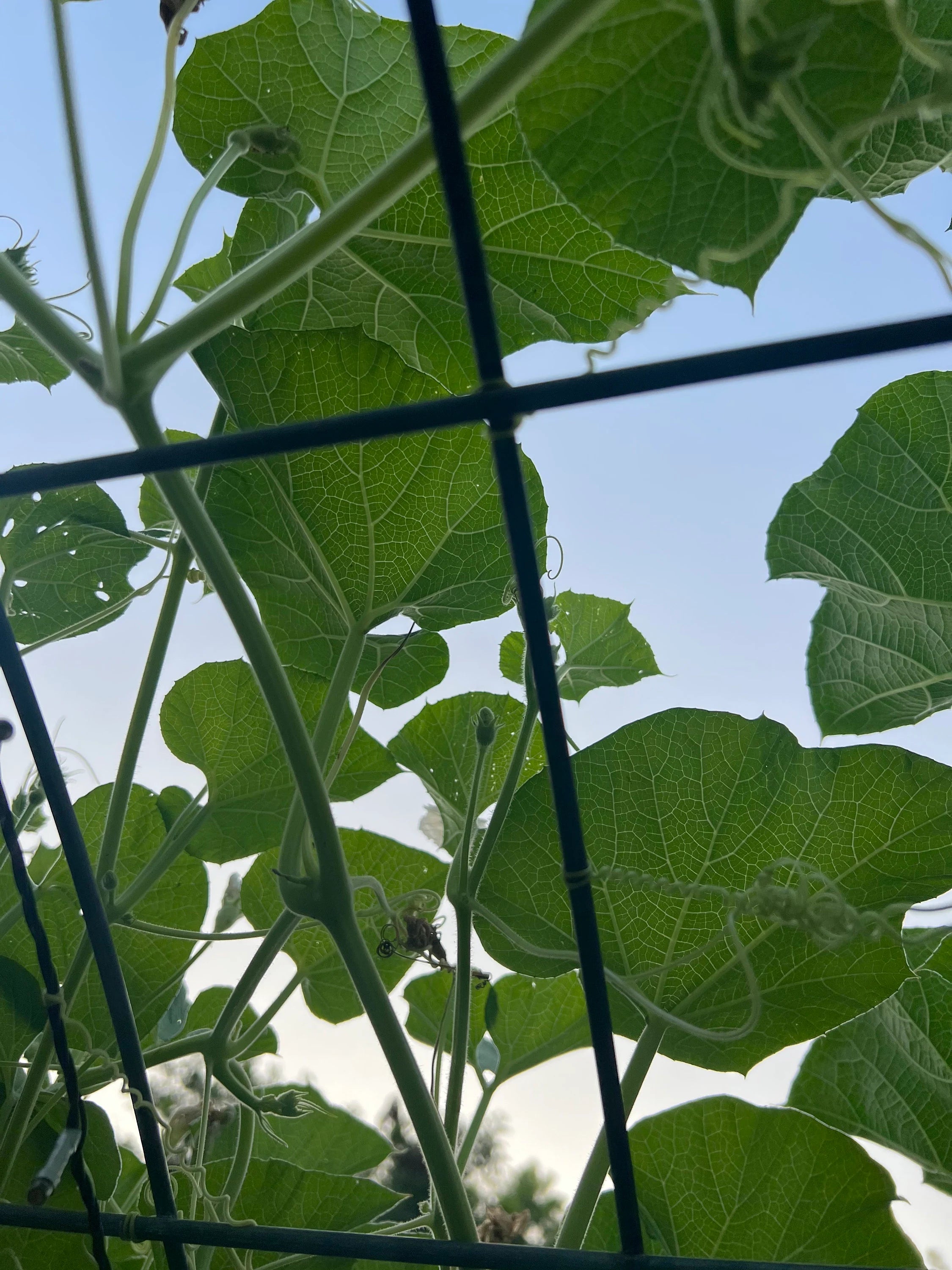Gourd Corsican gourd seeds 2/10/20(2 Seeds)