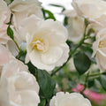 40+ Seeds Friendship of Stranger Rose, Rare Rose Look Perennial Flowers in Unique Shades, Hardy Elegant Blooms for Cottage Garden Charm(40 Seeds)