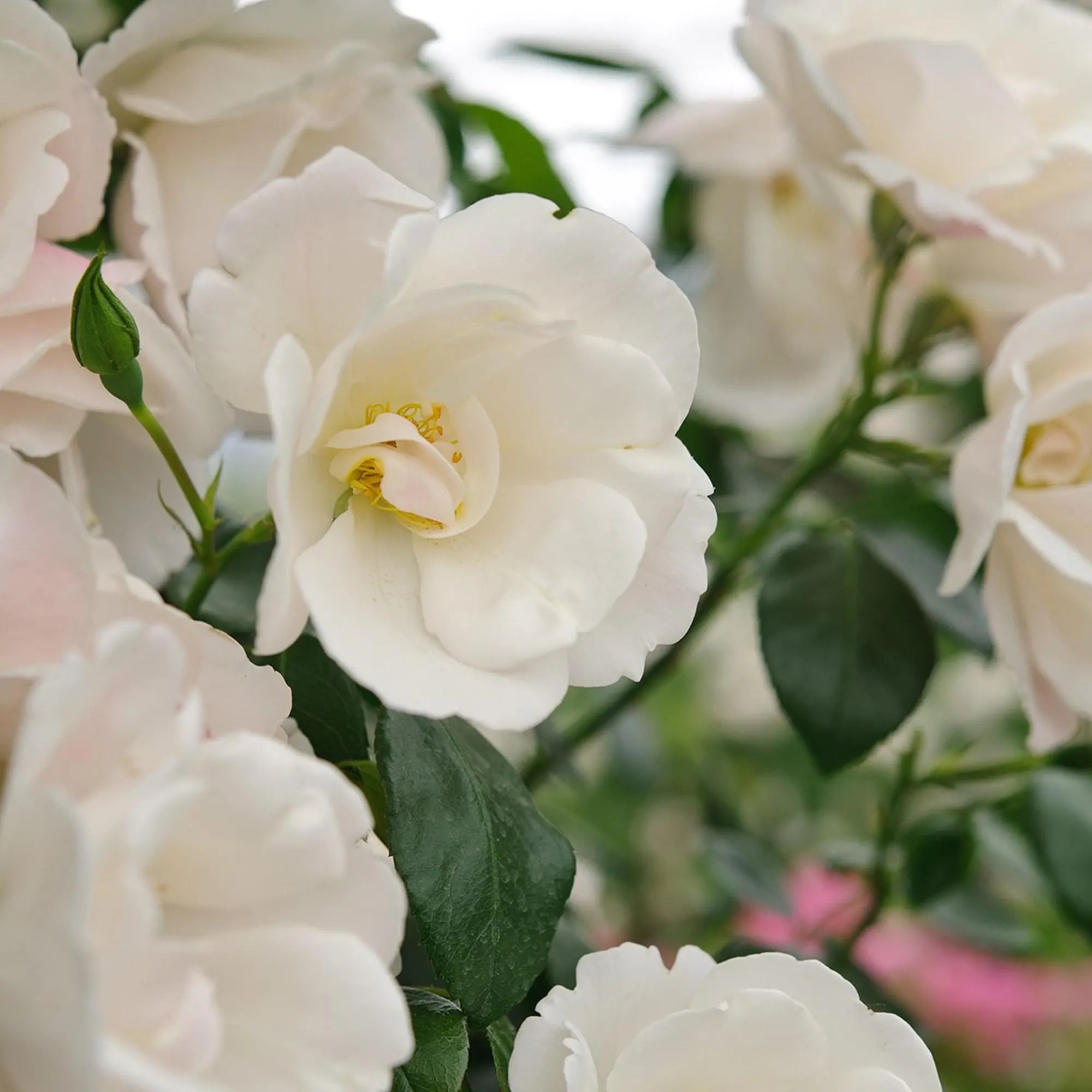 40+ Seeds Friendship of Stranger Rose, Rare Rose Look Perennial Flowers in Unique Shades, Hardy Elegant Blooms for Cottage Garden Charm(40 Seeds)