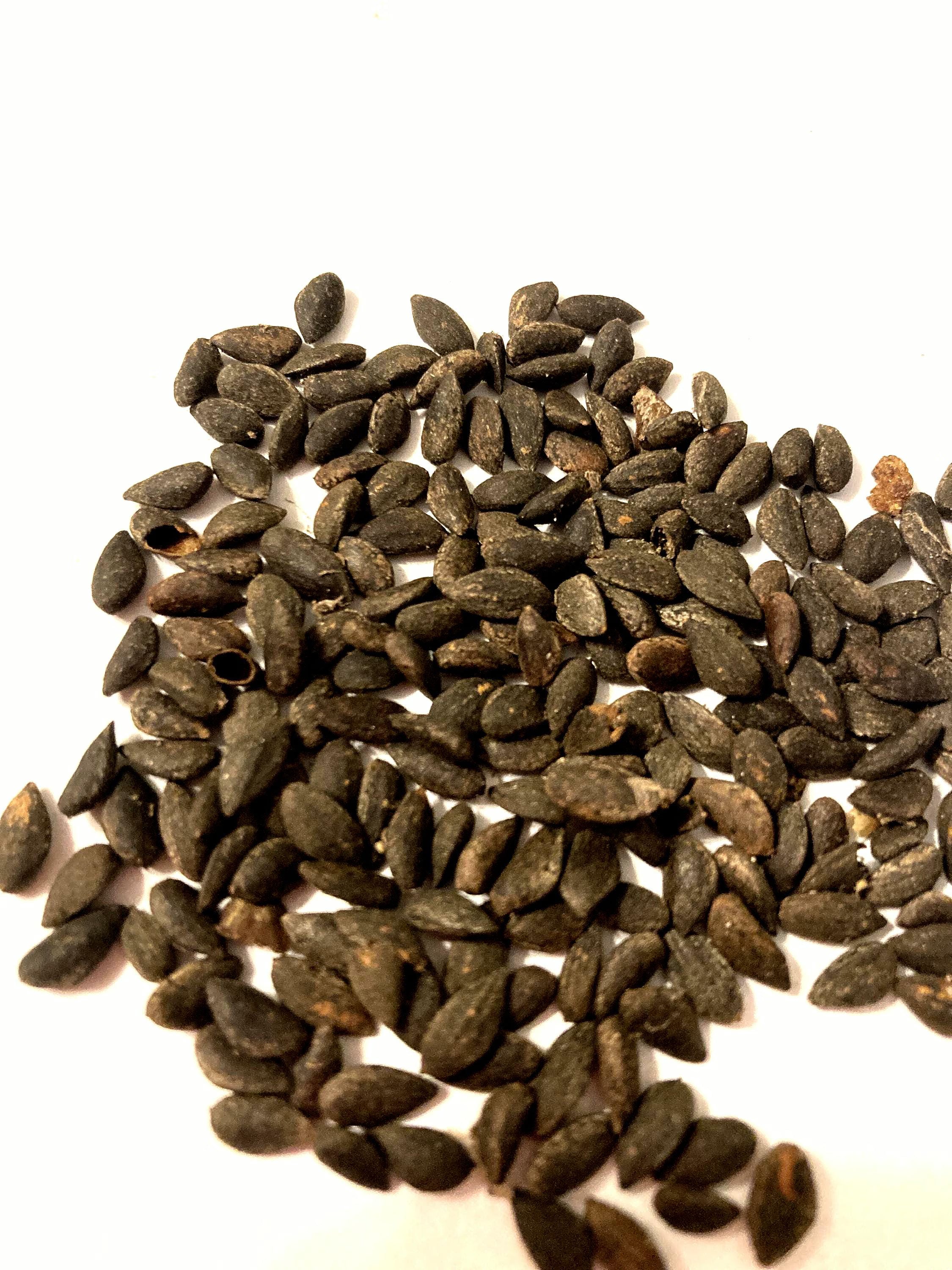 Aleppo Pine Tree Seeds (PINUS HALEPENSIS) (Jerusalem Pine)(5 Seeds)