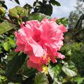 20 Double Pink Hibiscus Seeds | Tropical Garden Blooms