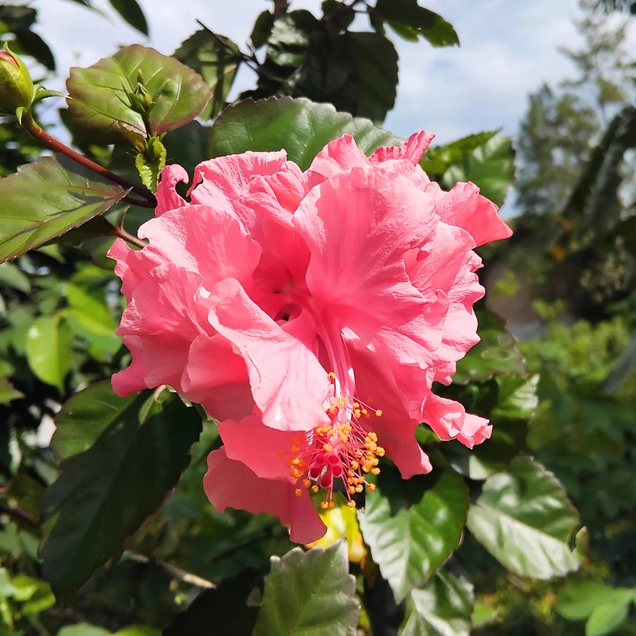 20 Double Pink Hibiscus Seeds | Tropical Garden Blooms
