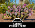 Cactus, Prickly Pear | 15 Seeds | Heirloom Cacti Succulent | Indian Fig | Barberry Fig | Medicinal  Culinary | Opuntia ficus-indica