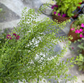 Cress Green Dragon Seed, 25 seeds , Emerald Cress Seeds, dragon cress seed