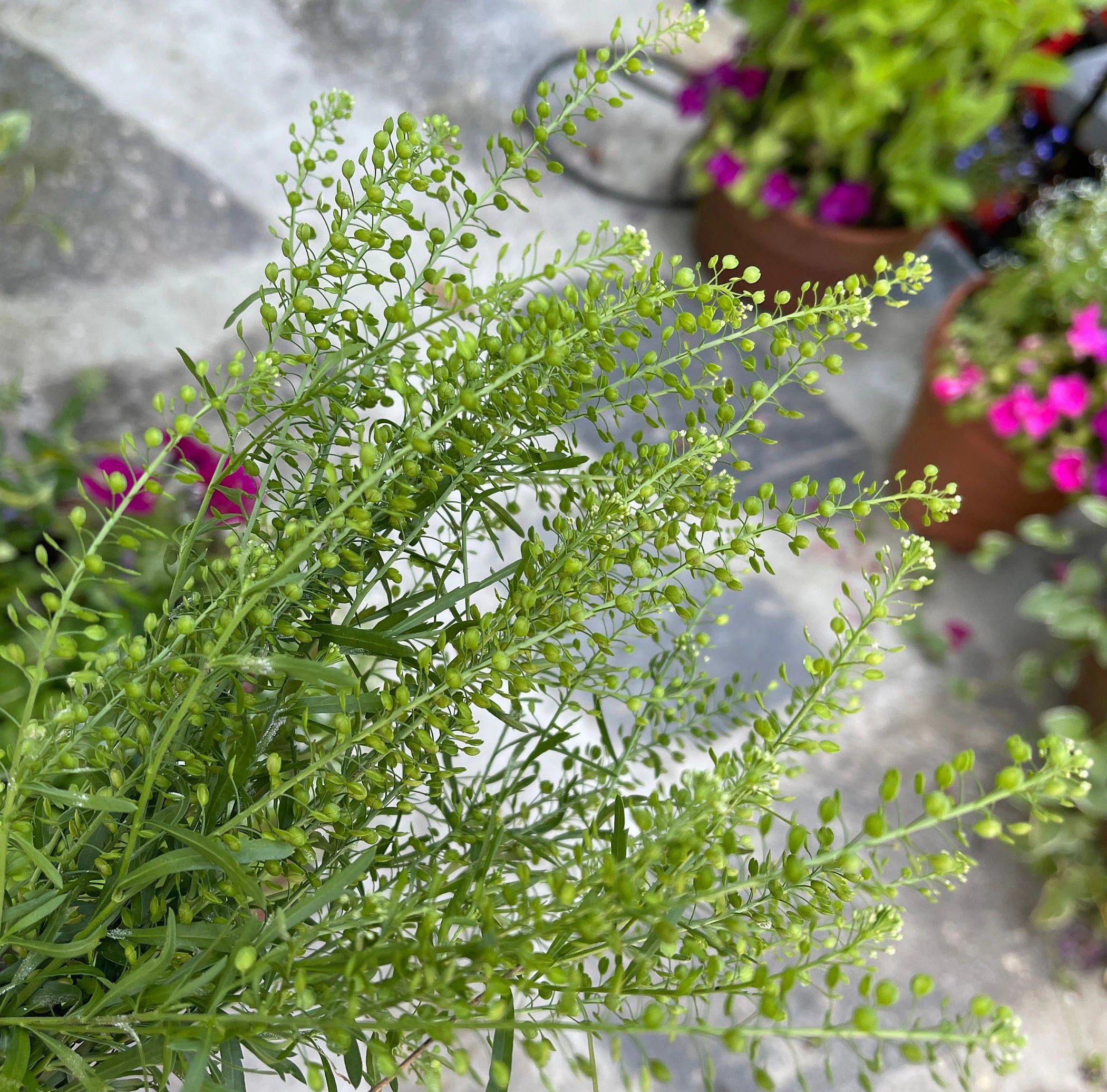 Cress Green Dragon Seed, 25 seeds , Emerald Cress Seeds, dragon cress seed