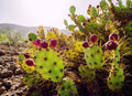 Cactus Pear {Opuntia ficus-indica} Edible | Heat tolerant | Drought tolerant | Medicinal 10 seeds Free Shipping! US seller