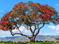 Pohutukawa Red Christmas Tree (Metrosideros Excelsa) Seeds(10 Seeds)