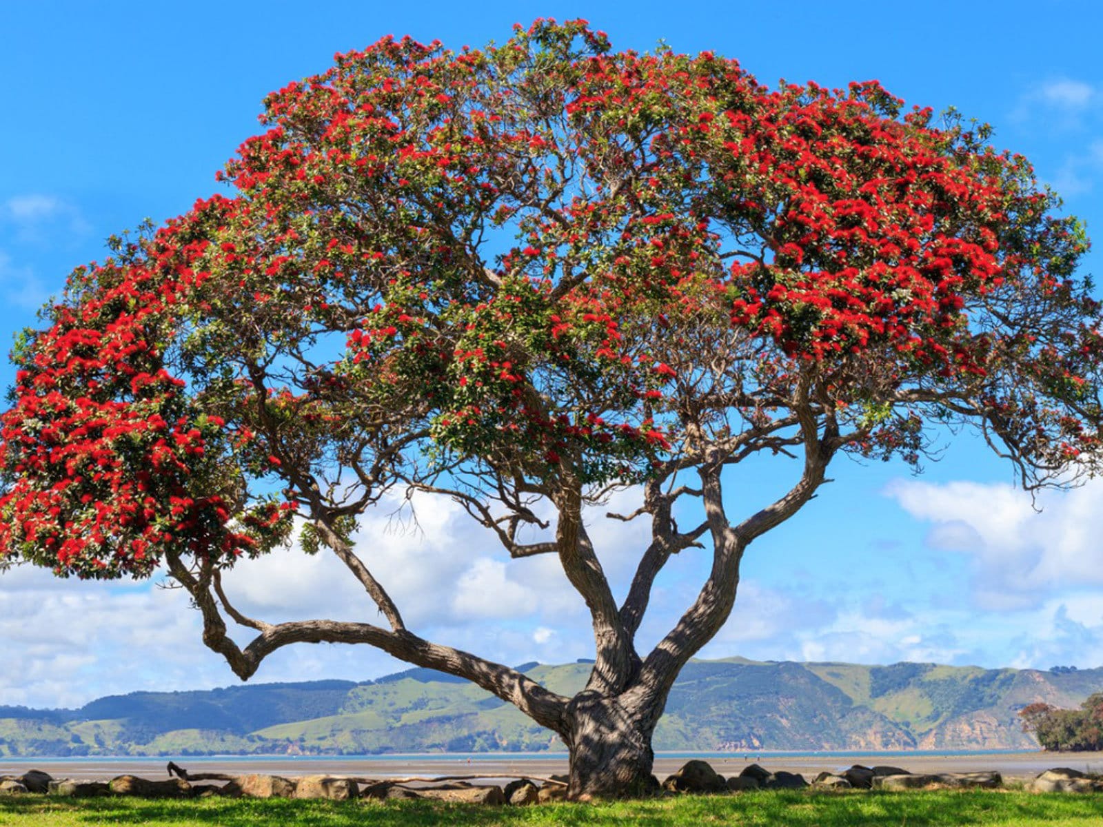 Pohutukawa Red Christmas Tree (Metrosideros Excelsa) Seeds(10 Seeds)