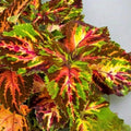 25 Superfine Rainbow Multicolour Coleus Seeds | Coleus blumei | Vibrant Ornamental Foliage Plant for Garden  Indoor Décor