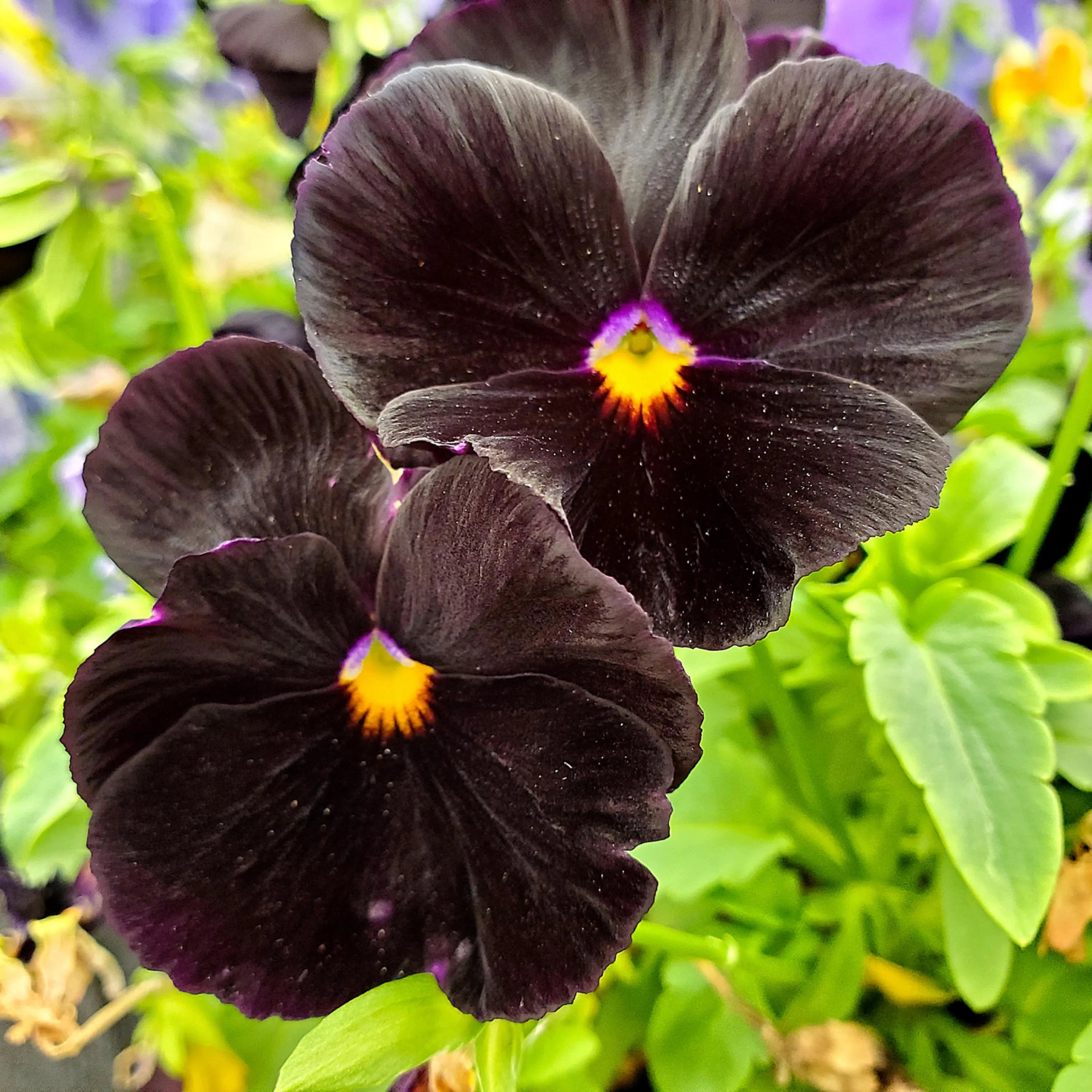 4/20/40+ Seeds| Black Velvet Pansy Viola Seeds -  Open-Pollinating - Self-Pollinating - Draft Resistant - Plant in late Summer/Spring(4 Seeds)