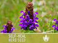 Self Heal (Heal All) Seeds - 50 Heirloom Seeds, Medicinal Herb Seed, Heart-of-the-Earth, All Heal, Herbal Remedy, Prunella vulgaris, Non-GMO