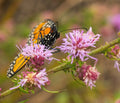 BUTTON BLAZING STAR Seeds *Free Shipping!* Fresh  Organic Liatris aspera Seeds, Pink Outdoor Flower Seeds Bulk | Tall Prairie Gayfeather(20 Seeds)