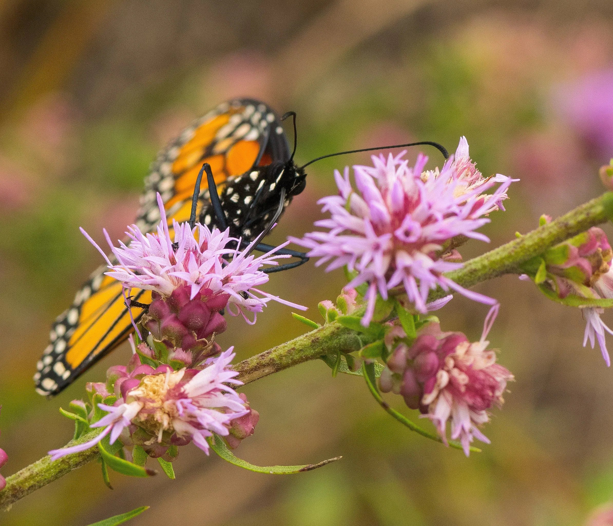 BUTTON BLAZING STAR Seeds *Free Shipping!* Fresh  Organic Liatris aspera Seeds, Pink Outdoor Flower Seeds Bulk | Tall Prairie Gayfeather(20 Seeds)