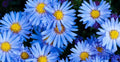 Blue Aster Flower Seeds Bloom Flowers Spring Seed Perennial Wildflower 50 Seeds