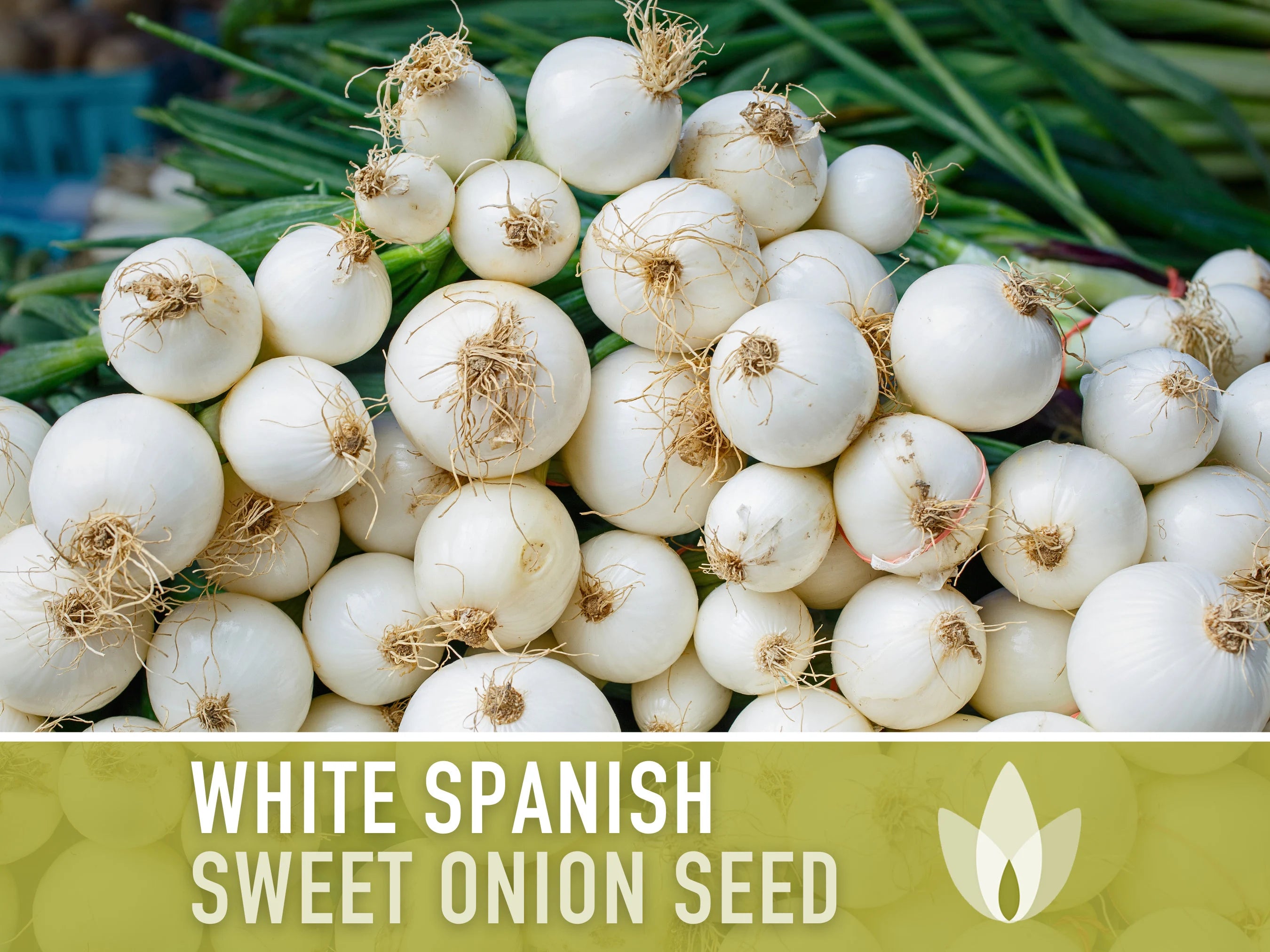 White Sweet Spanish Onion Heirloom Seeds