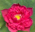 3/15/30 Rare Seeds| Brilliant Red Midnight Lotus Seeds - Red Commander lotus - Hong Tong Shuai - Exotic Water Plant – Stunning Red Blooms(3 Seeds)