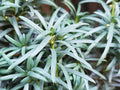 TARRAGON Seeds *Free Shipping!* Fresh  Organic Artemisia dracunculus Seeds | Yellow Indoor/Outdoor Flower Seeds for Planting(500 Seeds)