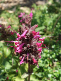 HUMMINGBIRD SAGE Seeds *Free Shipping!* Fresh  Organic Salvia spathacea Seeds, Pink Outdoor Flower Seeds Bulk | Pitcher Sage Salvia(5 Seeds)