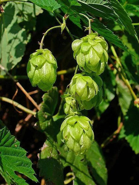 4/20/40 COMMON HOPS European Humulus Lupulus Vine Seeds Beer Making Ingredient Seeds(4 Seeds)