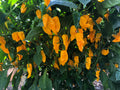 Yellow Carboruga Super Hot Rare Pepper Premium Seeds Packet