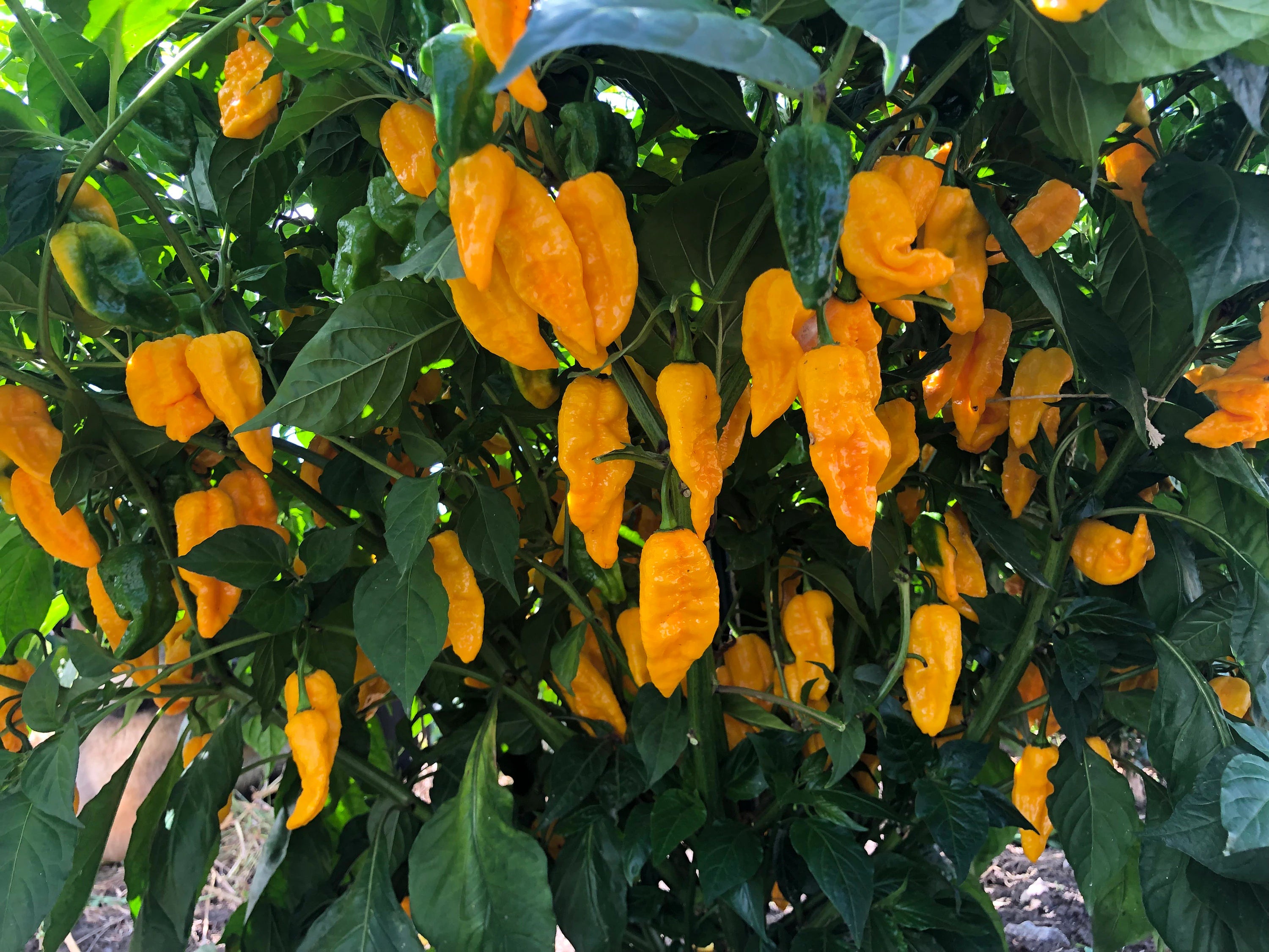 Yellow Carboruga Super Hot Rare Pepper Premium Seeds Packet