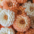 Peaches and Cream Zinnia Seeds: Pastel Cut Flower Garden, Non-GMO