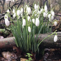 Snowdrops - Galanthus Nivalis - Perennializing Outdoor Live Plant Garden - Early Blooming Flowers(40 Seeds)